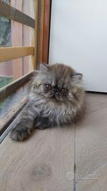 Gatti e cuccioli persiani