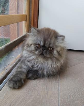 Gatti e cuccioli persiani