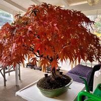 Bonsai Acero Palmatum  " ARAKAWA " da Collezione