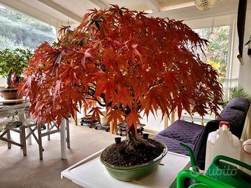 Bonsai Acero Palmatum  " ARAKAWA " da Collezione