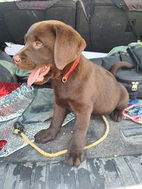 Labrador