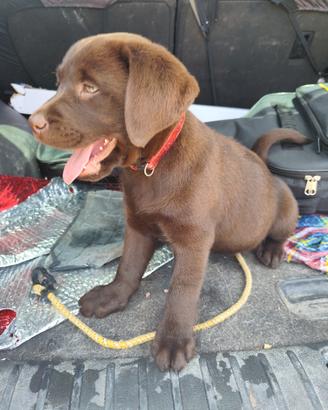 Labrador