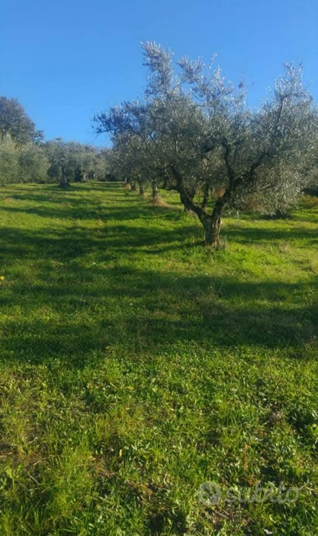 Terreno con olive - Vista 2