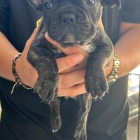 Bulldog francese