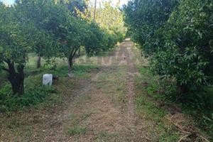 Terreno - Piedimonte Etneo