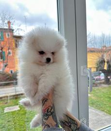 Spitz nano di Pomerania bianco o crema