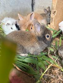 Conigli nani testa di leone