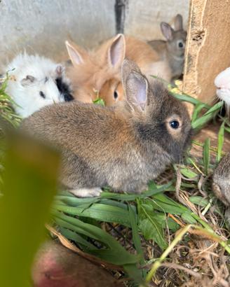 Conigli nani testa di leone