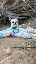 Cane da monta pedigree ENCI