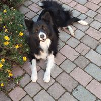 Maschio Border Collie per accoppiamento