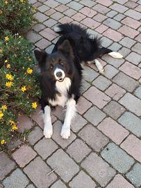 Maschio Border Collie per accoppiamento