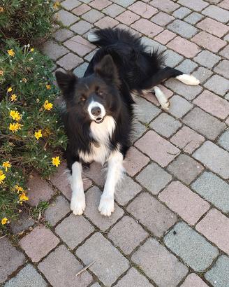Maschio Border Collie per accoppiamento