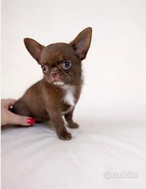 Cucciolo Chihuahua Maschio colore cioccolato