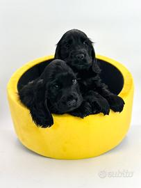 Cocker spaniel inglese