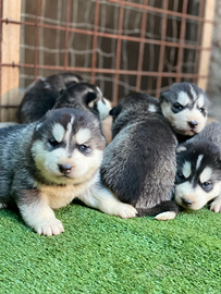 Cuccioli Siberian Husky