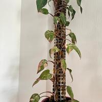 Philodendron Pink Princess