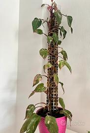 Philodendron Pink Princess