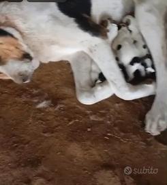 Alabai razza gigante