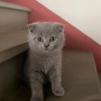 Grisù - scottish fold