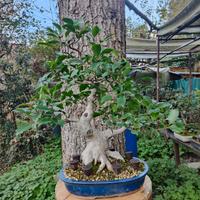 Bonsai di Ficus Benjamin