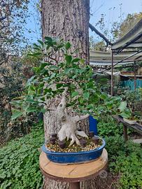 Bonsai di Ficus Benjamin