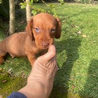 Maschietto di bassotto nano