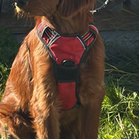 Cuccioli di setter Irlandese