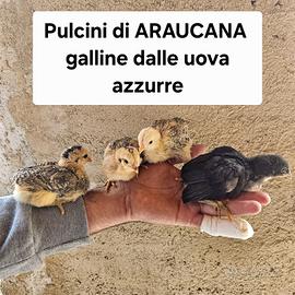 pulcini di galline araucana 