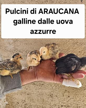 pulcini di galline araucana 