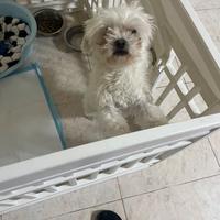 Cane maltese toy maschio