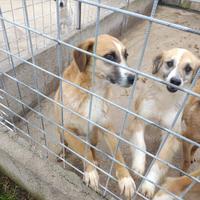 Simil border collie femmina
