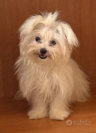 Maltese toy