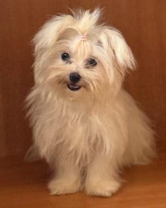 Maltese toy
