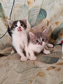 2 micini