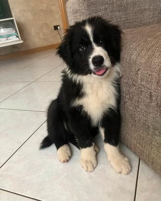 Cucciolo pastore australiano