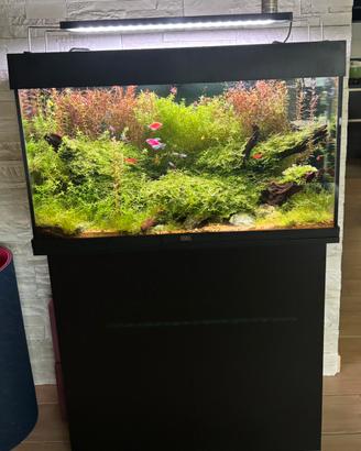 Acquario