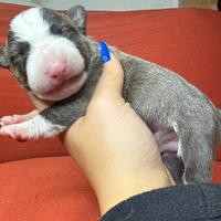 Bull terrier miniature