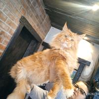 Maine coon con pedigree ENFI