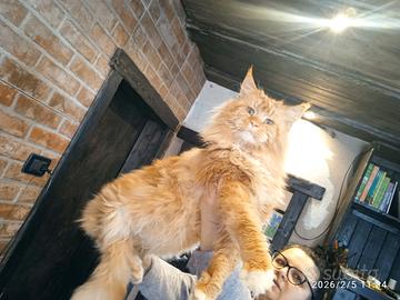 Maine coon con pedigree ENFI