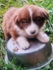 cuccioli border collie   super top