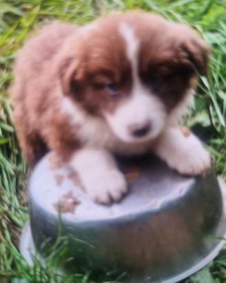cuccioli border collie   super top