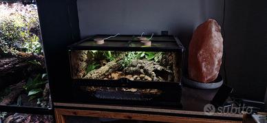 terrario teca rettili exo terra allestito