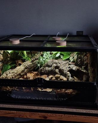 terrario teca rettili exo terra allestito