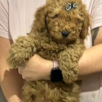 Barboncino nano prezzo shock