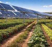 20 ettari terreno agricolo in DDS x agrivoltaico