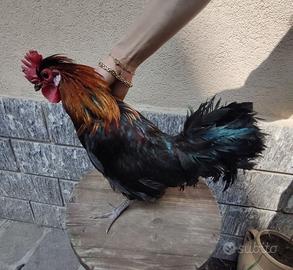 Gallo