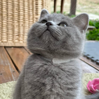 Scottish fold e straight