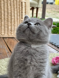 Scottish fold e straight