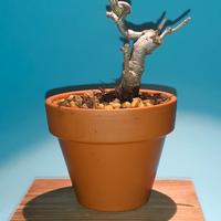 bonsai mame acero dell'Amur 1
