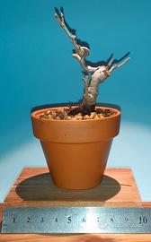 bonsai mame acero dell'Amur 1